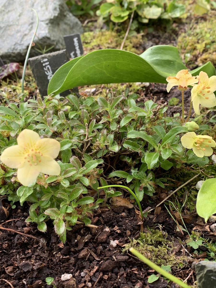 R. lowndesii
